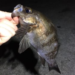 明石でライトゲーム