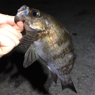 明石でライトゲーム