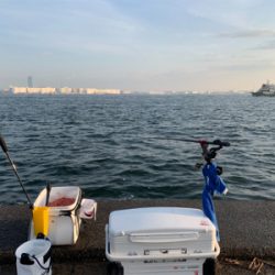 南港の波止グレ好調〜