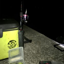 ヒイカ調査、木材港にて(^^)