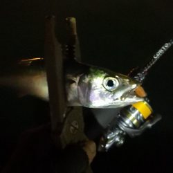 アジング練習 215