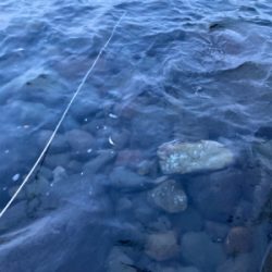 仕事前の朝マズメ！！ヒラスズキ釣果！！