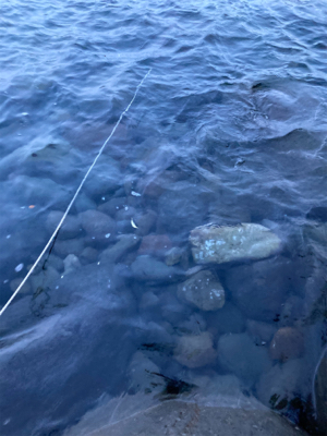 仕事前の朝マズメ！！ヒラスズキ釣果！！