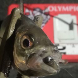 アジング練習 216