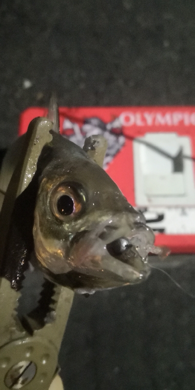 アジング練習 216