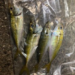 久しぶりに豆アジング