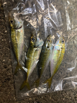 久しぶりに豆アジング