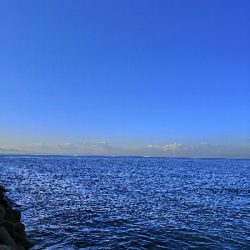 サゴシとハマチ