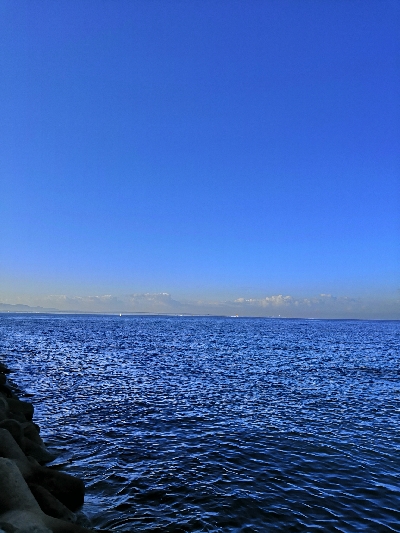 サゴシとハマチ