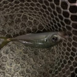 久々のアジング