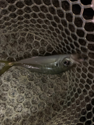 久々のアジング