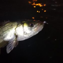 アジング練習 217