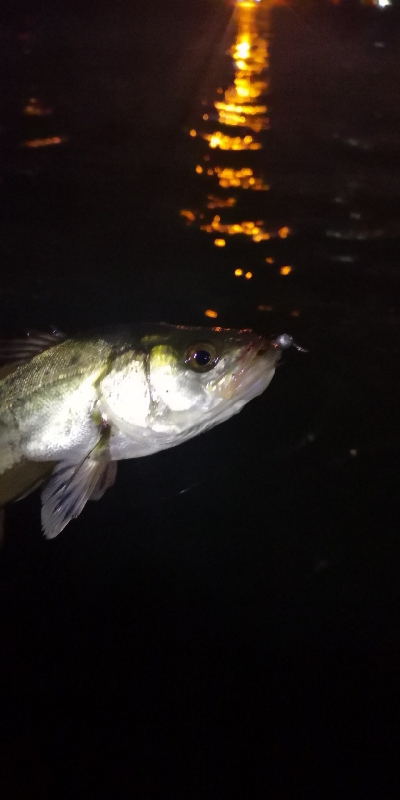 アジング練習 217