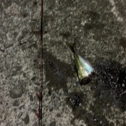 南紀白浜アオリイカ