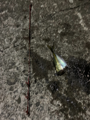 南紀白浜アオリイカ