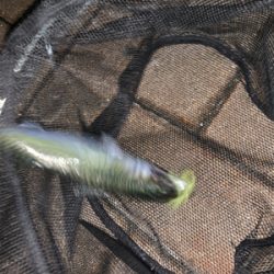 港区マイポイントでアジング