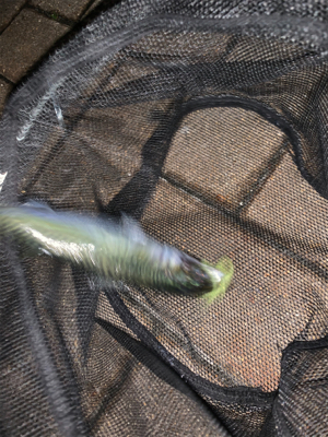 港区マイポイントでアジング