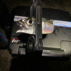 アジ・サバ時々入れ食い