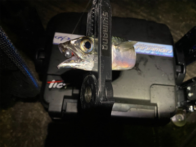 アジ・サバ時々入れ食い