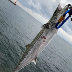 サゴシング❣️