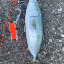 釣りに行けなけくて