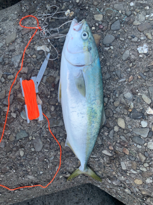 釣りに行けなけくて