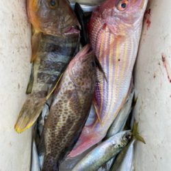 オフショアライトジギング