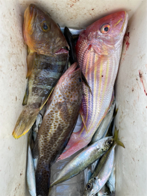 オフショアライトジギング