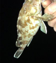 アジングナイト(渋すぎる…)