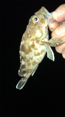 アジングナイト(渋すぎる…)