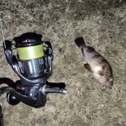 青物が欲しい。