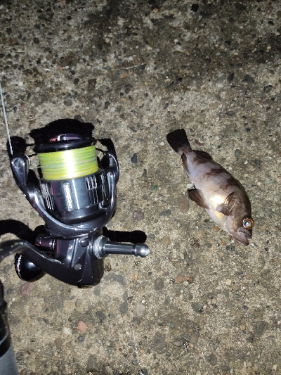 青物が欲しい。