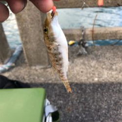 ちょい投げキス アジング