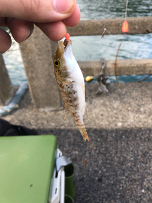 ちょい投げキス アジング