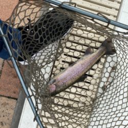 服部トラウト 3連休ド真ん中