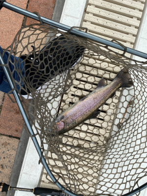 服部トラウト 3連休ド真ん中