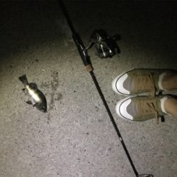 生口島ウキ釣り