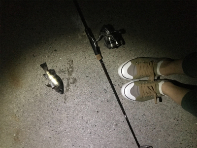 生口島ウキ釣り