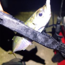 淡路島アジング