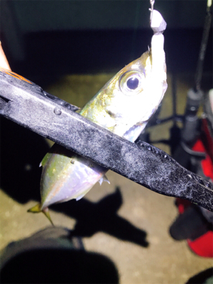 淡路島アジング