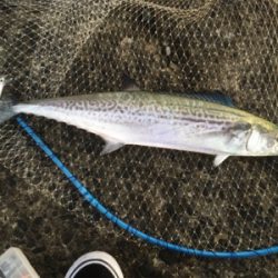 釈アジ釣れてる〜