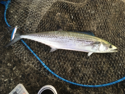 釈アジ釣れてる〜
