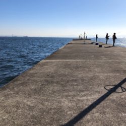 メジロとサゴシ ！