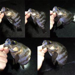 数釣りメバリング