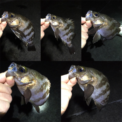 数釣りメバリング