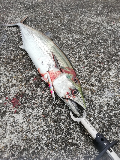 朝マズメラッシュ