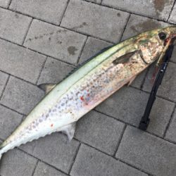 鰆74センチ。。。