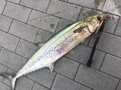 鰆74センチ。。。