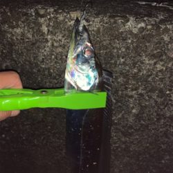 ドラゴンを求めて三千里！