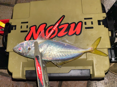 ボトムステイでアジング